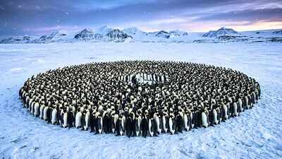 Emperor penguins survive Antarctica's brutal winters by huddling together, but a maths study reveals the hidden system behind their remarkable teamwork