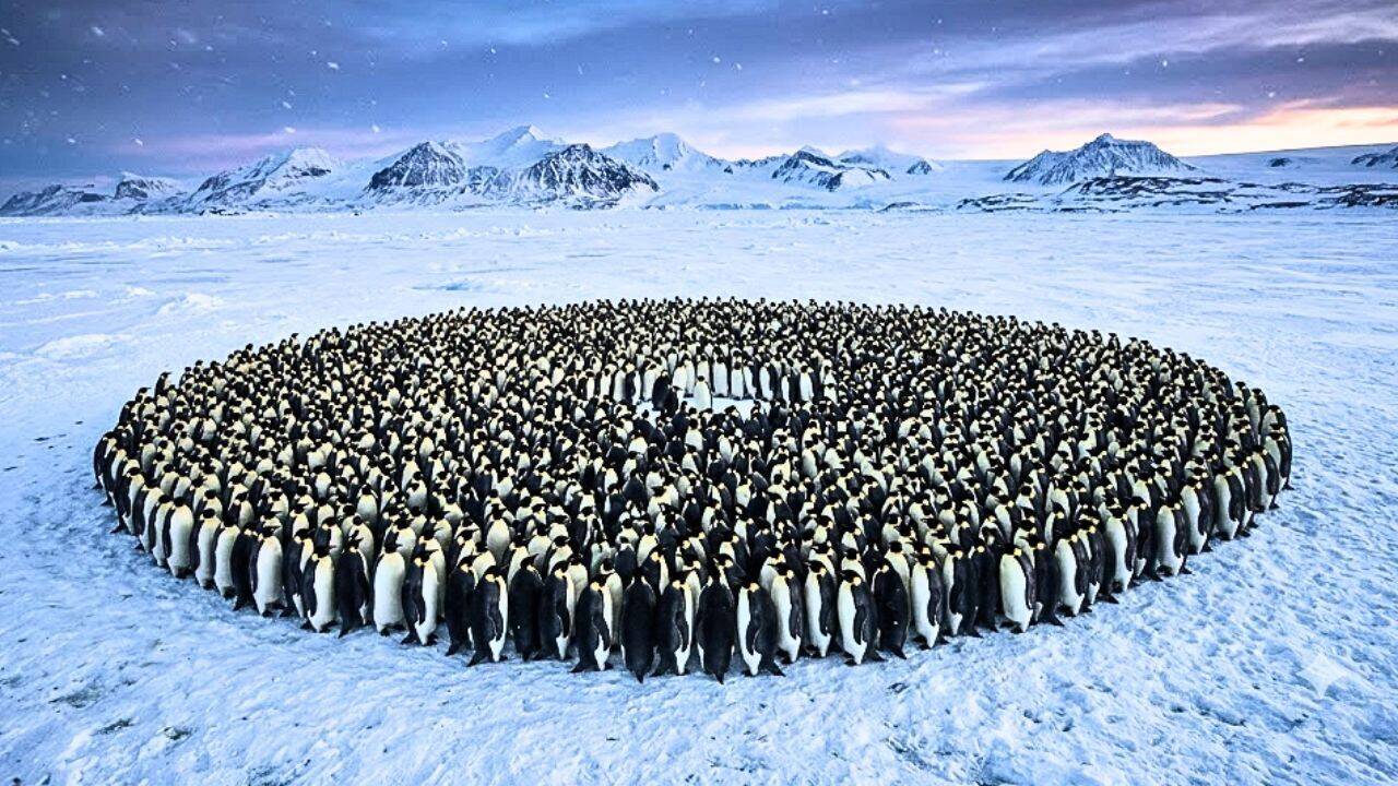 Emperor penguins survive Antarctica's brutal winters by huddling together, but a maths study reveals the hidden system behind their remarkable teamwork