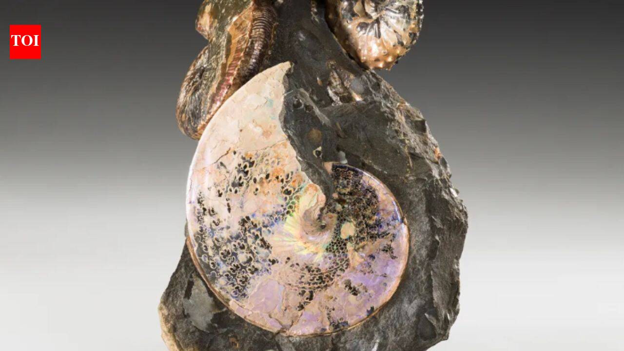 An ancient sea once divided North America from north to south; 70-million-year-old creatures from its waters still shimmer like gemstones