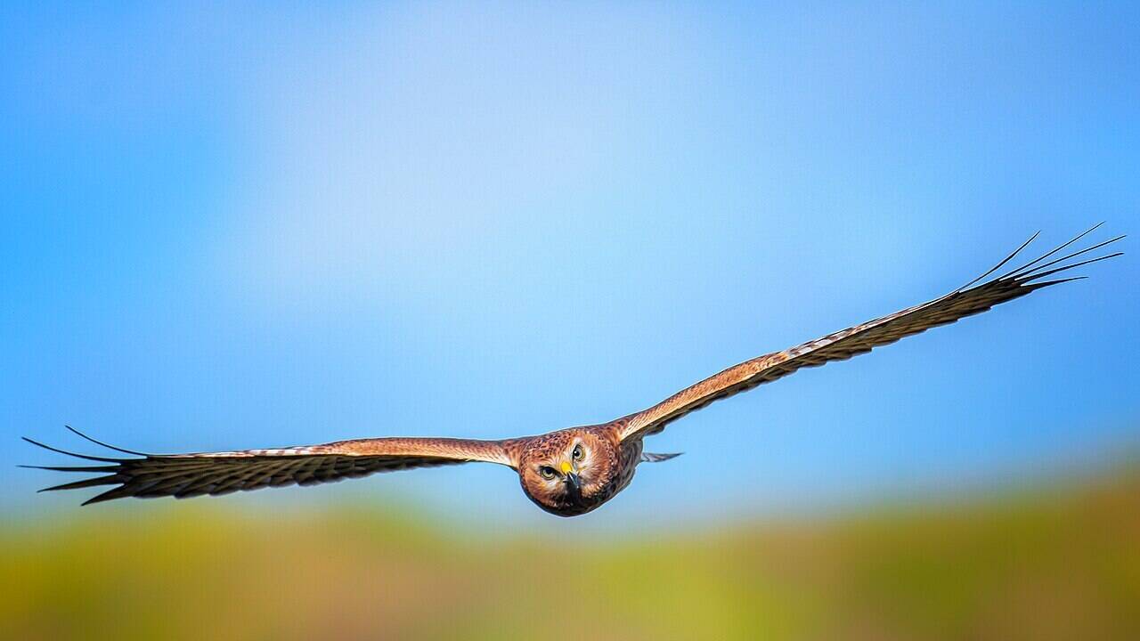 Scientists link bird flight style to faster genome evolution, and the biggest shifts appear in DNA deletions, not every mutation type