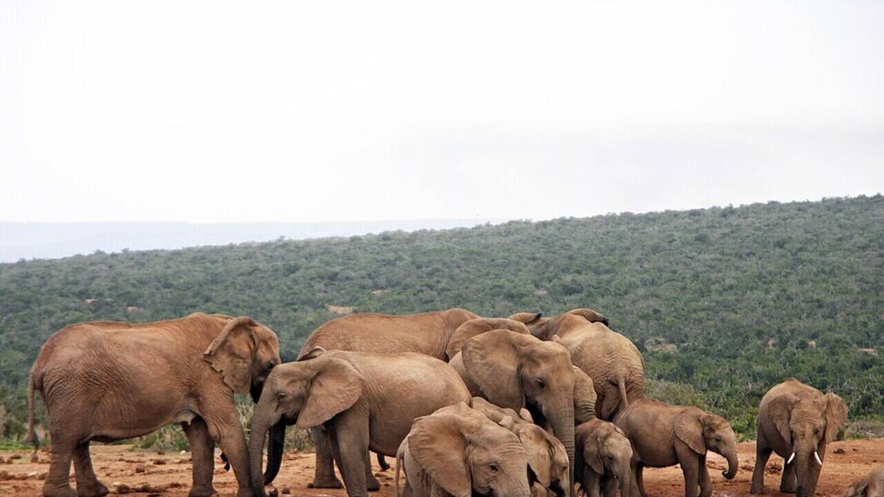 From Near Extinction to Conservation Triumph: The Elephants of Eastern Cape