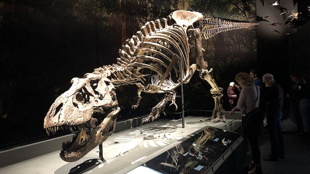 A T. rex skeleton found on private land sold for $50.1 million, renewing debate over who should own major fossils