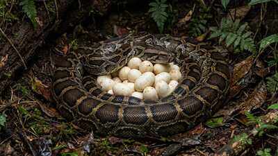 Found snake eggs in your garden? Here's what experts say you should do