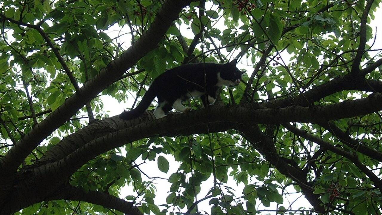 After 8 days stranded in a tree, Chleo the cat reunited with joyful New Britain neighbours