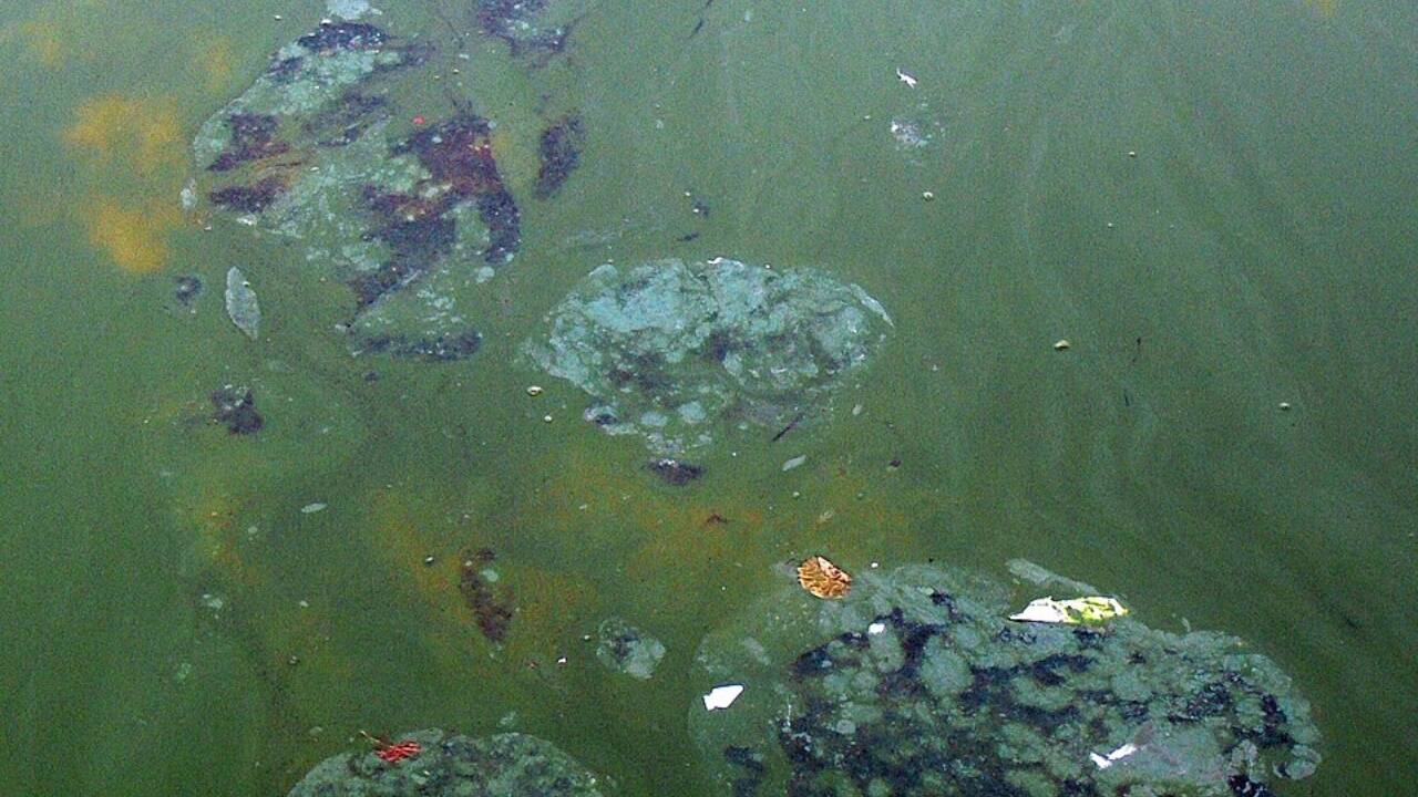 Around 2.4 billion years ago, tiny microbes helped trigger Earth’s biggest environmental revolution by filling the atmosphere with oxygen