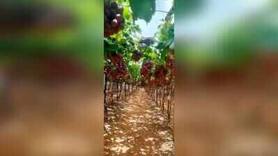 The great grape heist: 2,500 kilos stolen overnight in Bengaluru