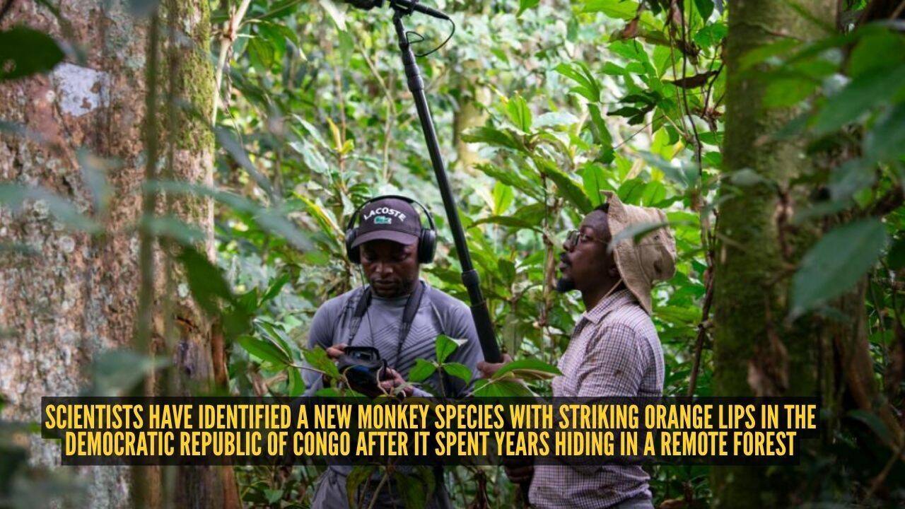 Monkey with striking orange lips found after years hiding in Congo forest