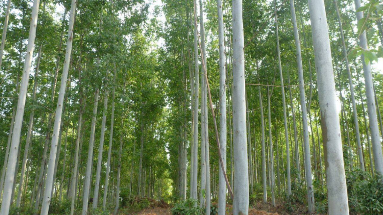 Scientists find 91% invasive plants changed behaviour in new regions