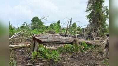 Survey shows encroachment & destruction across nearly 400 hectares of Behali RF, govt ups security