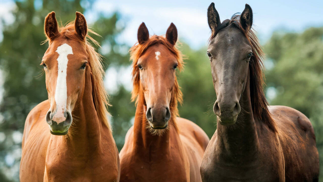 Scientists showed horses silent videos of wolves and found their hearts raced even when...
