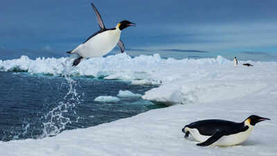 penguins-diving.jpg