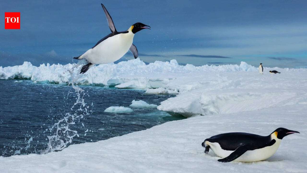 Scientists tracked 6,000 penguin dives beneath Antarctic sea ice and found that...