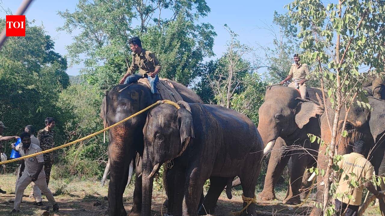 Wild elephant captured after month-long operation in Chittoor