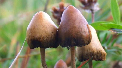 Magic of how illegal mushroom peddlers escape harsh punishment