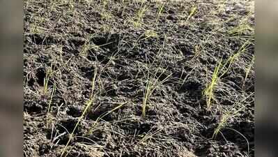 Dry spell delays paddy transplantation, farmers fear poor harvest