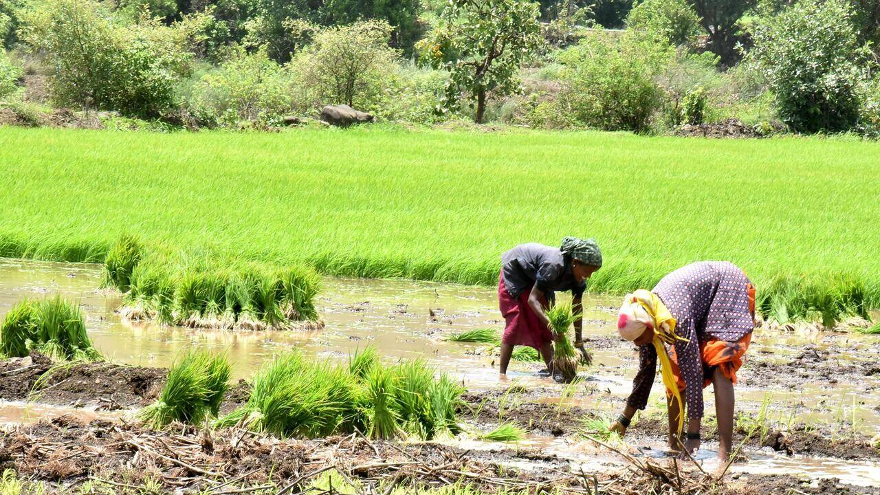 Paddy plantation in Maharashtra reaches 16% after recent rain spell