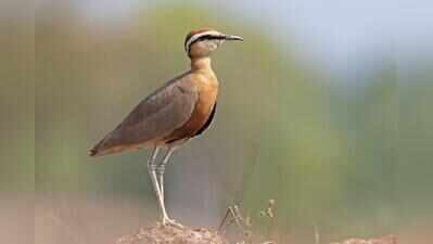 Goa’s bird count crosses 500 mark with five new species added
