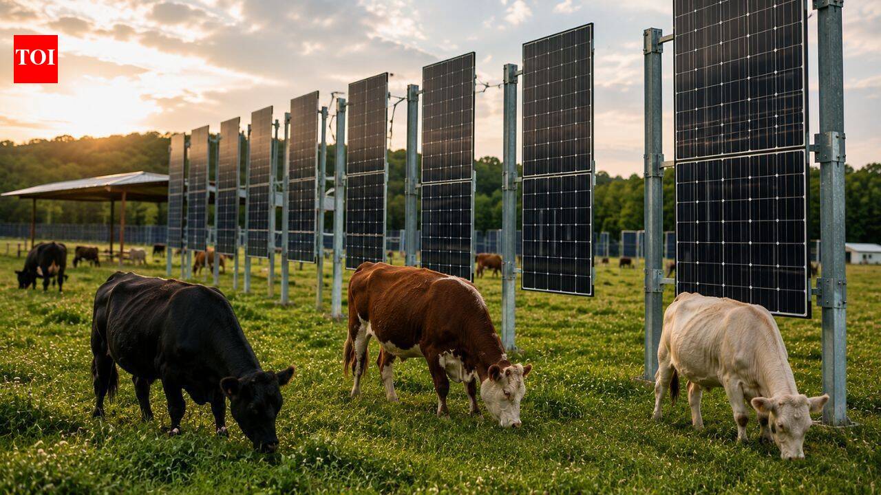 In New Jersey, cows named Blossom, Misty and Flurry graze beneath solar panels as scientists test whether one field can produce both food and clean energy