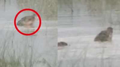 UP horror: Crocodile drags 12-year-old into river, boy dies
