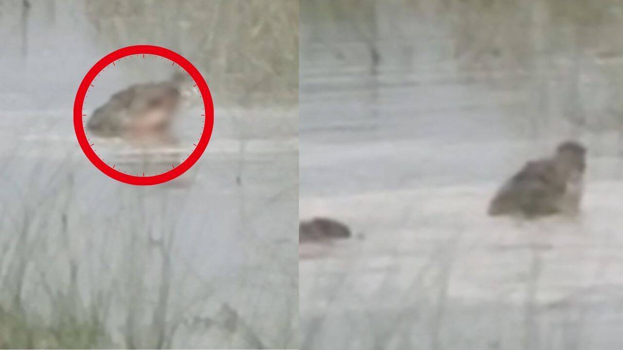 UP horror: Crocodile drags 12-year-old into river, boy dies