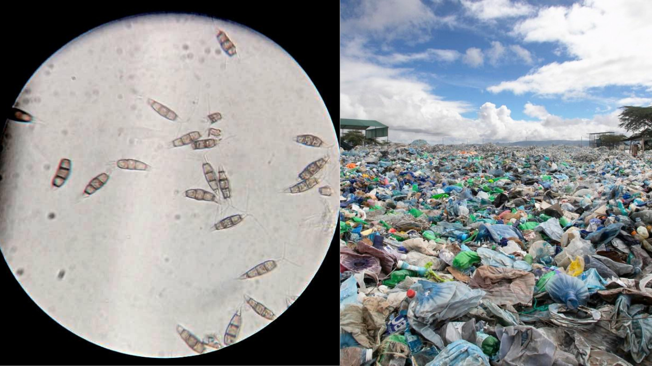 Scientists discovered a plastic-eating fungus in the Amazon rainforest that survives without oxygen and could one day help tackle landfill waste worldwide