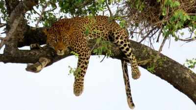 Only about 354 West African leopards remain. Their numbers are finally rising in one park, but scientists found a worrying gap
