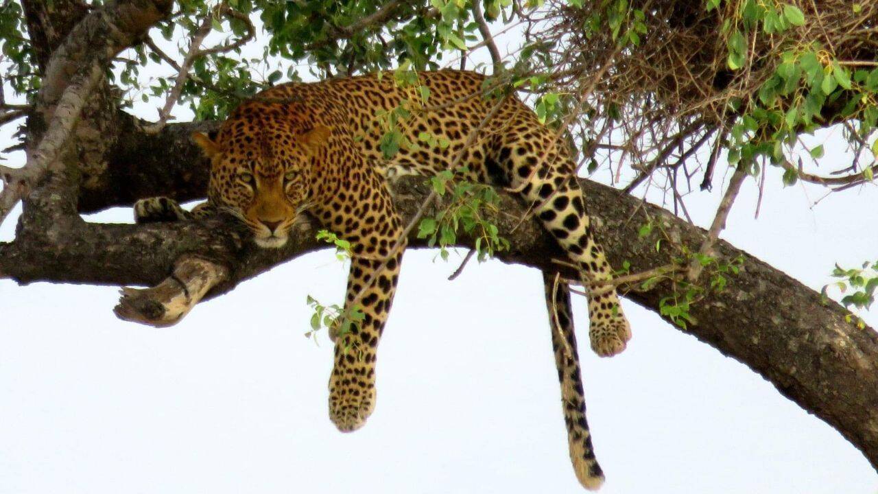 Only 354 West African leopards remain, but one park offers hope