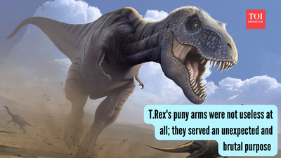 T.Rex's puny arms were not useless at all; they served an unexpected and brutal purpose