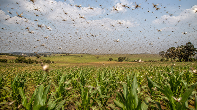A campaign eliminated billions of sparrows to protect crops in 1958; the birds' disappearance accidentally triggered one of history's most devastating locust plagues