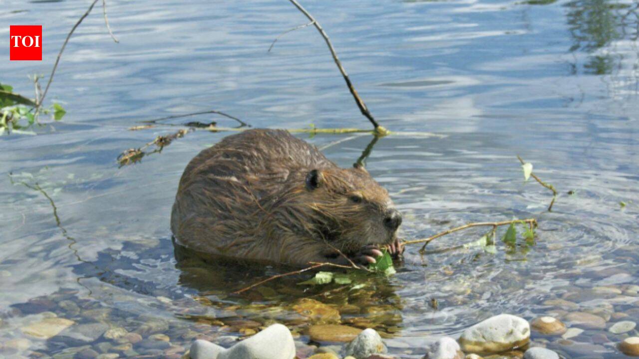 In 1980, Mount St Helens buried a river valley in volcanic sediment. Then 58 beavers helped turn the wasteland into a thriving wetland