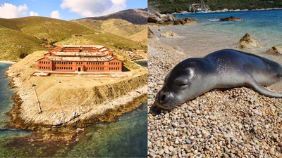 From prison to paradise: Once a dreaded prison island, this remote haven in Greece is now protecting one of the world's rarest seals