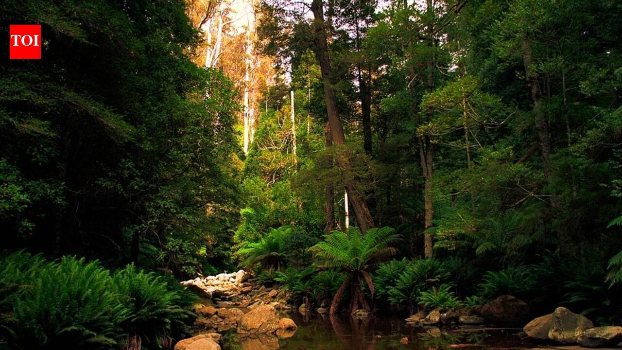 A major Tasmanian timber processor has stopped taking old-growth logs, backing a shared push to protect the island’s ancient forests as cultural and ecological assets