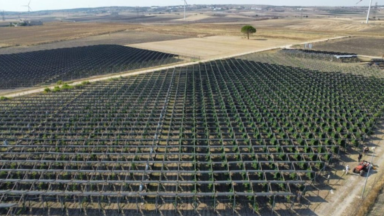 Solar panels built over an Australian vineyard did something unexpected: They improved grape acidity without cutting the harvest, while the vines helped the panels run more efficiently