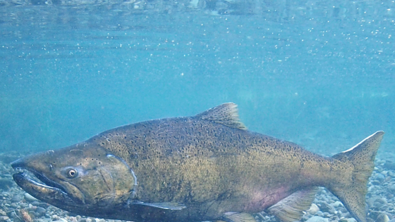 In California’s Shasta Reservoir, young winter-run Chinook salmon find more food in spring but face higher predation risk in autumn, shaping reintroduction plans