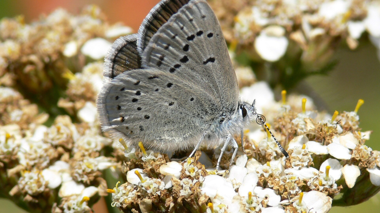 Researchers study rare butterfly declines in California as conservationists look for lessons from species recovery efforts