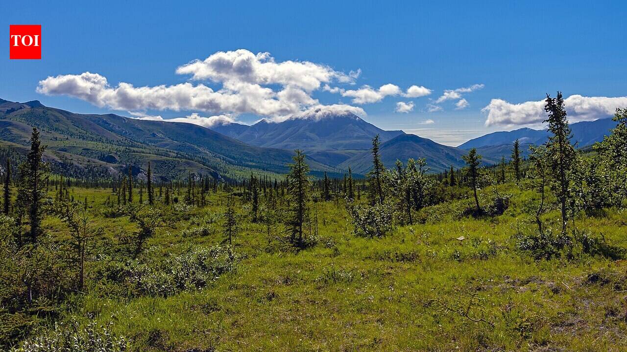 A 20-year test in Canada shows why some partial forest cuts boost regrowth while others delay it, with mixed stands giving conifers a late growth edge