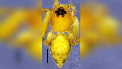ZSI scientists discover two new spider species in Meghalaya, AP