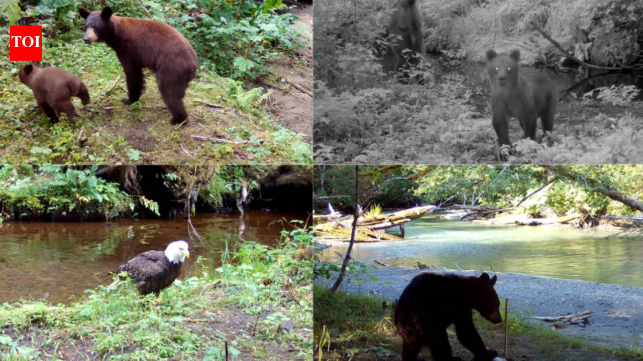 Scientists played human voices near Alaska salmon streams and found that bears and eagles fled