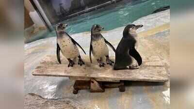 Mumbai zoo penguin count rises to 25 after four chicks declared healthy