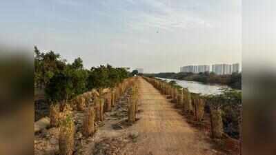 Forest officials restore Buckingham Canal stretch into urban green corridor