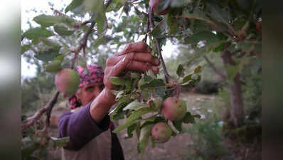 HP releases Rs 45cr to clear apple growers’ MIS dues