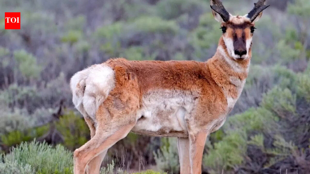 Scientists fit 75 pronghorns, fastest land animal in Americas, with GPS collars: What they found