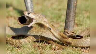 Pune sees surge in snake rescues as monsoon drives reptiles into residential areas