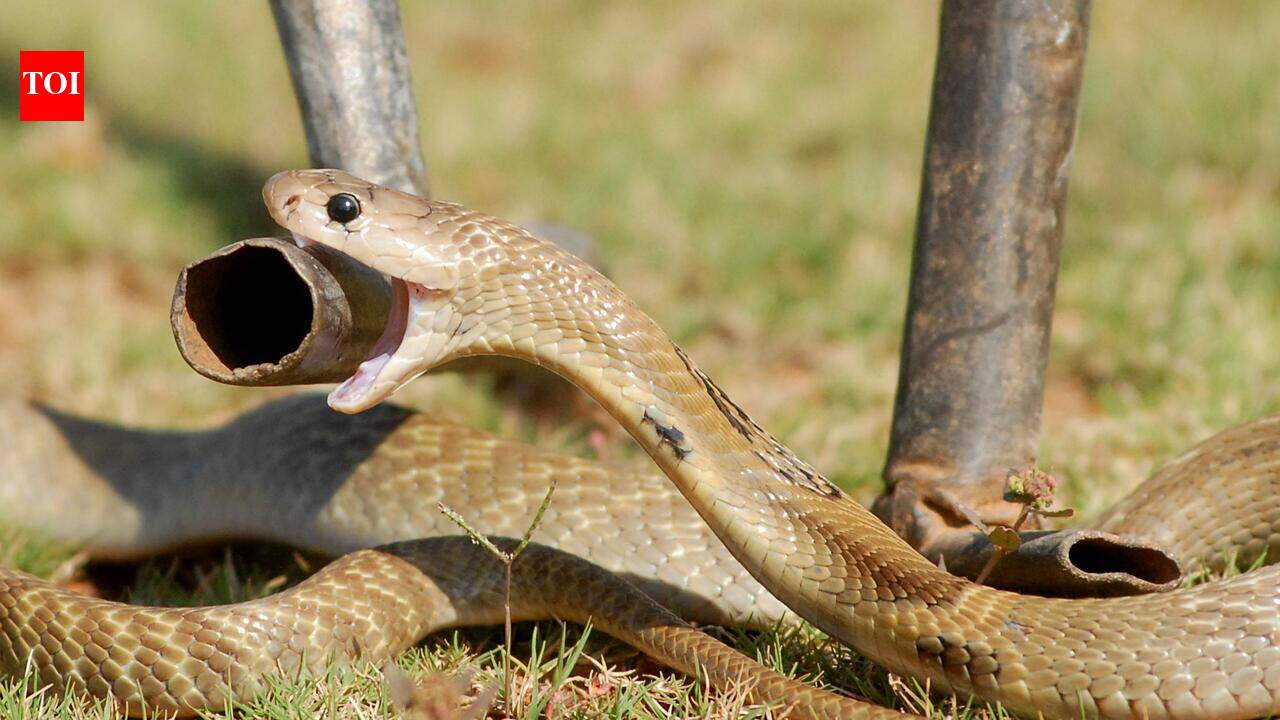 Pune sees surge in snake rescues as monsoon drives reptiles into residential areas