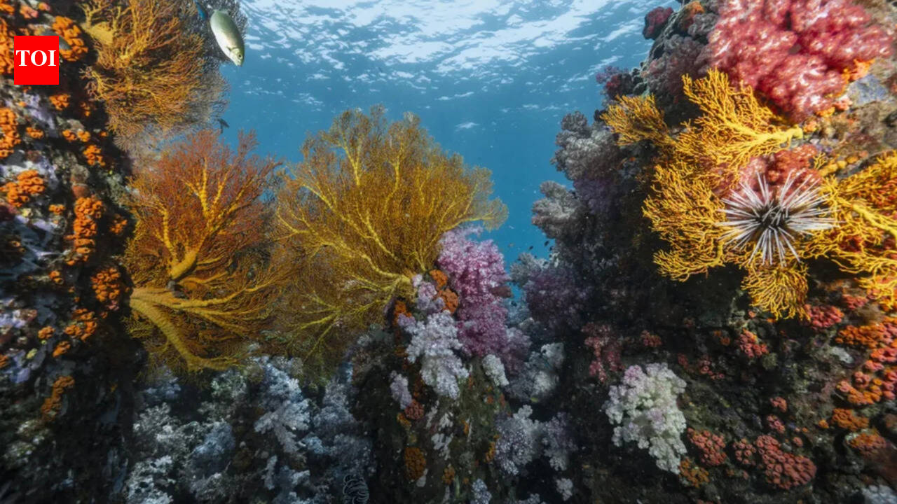 Scientists discover heat-resistant coral reefs across 71 countries that could help protect oceans