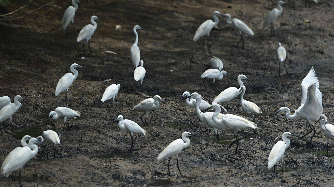 Supreme Court-appointed panel seeks Andhra Pradesh govt’s response on fresh Kolleru violation claims