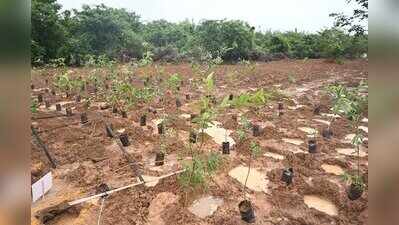Gurgaon tops CAMPA plantation plan with 4.7L saplings