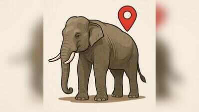 MP launches study to map elephant corridors, conflict hotspots