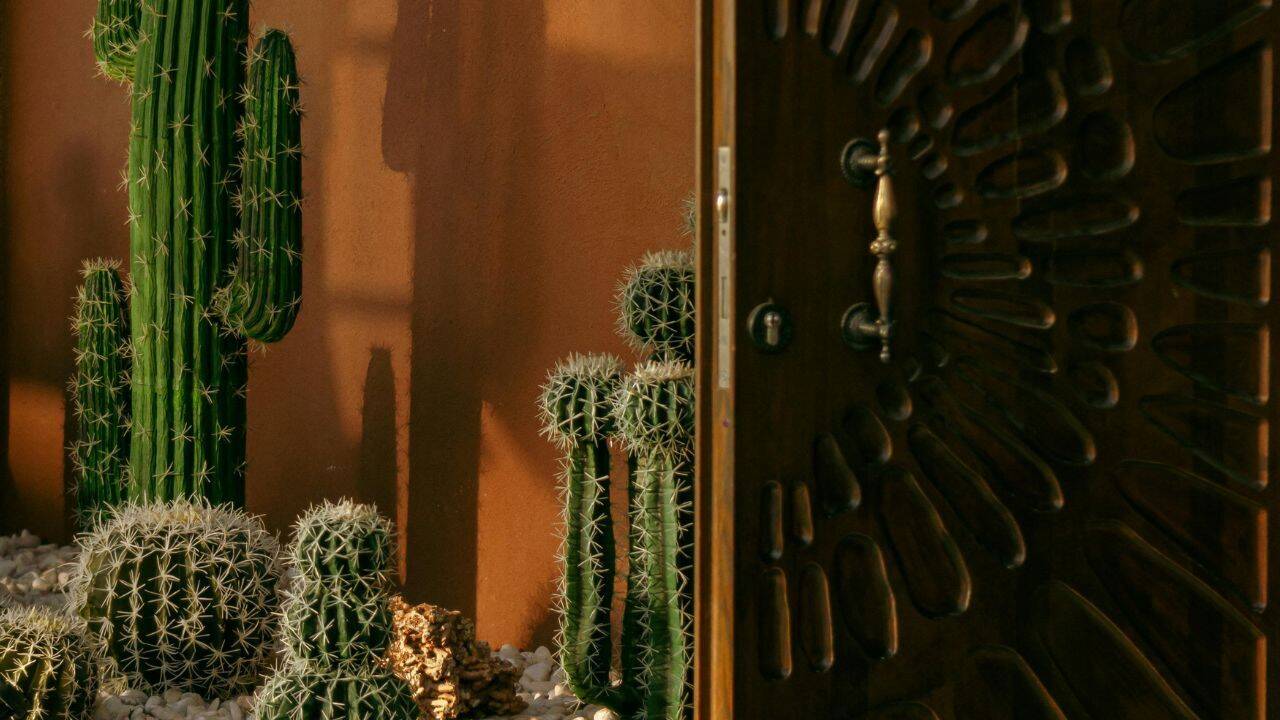 Why should you avoid placing Cactus on the entrance of the house? 5 plants that bring positivity in the house
