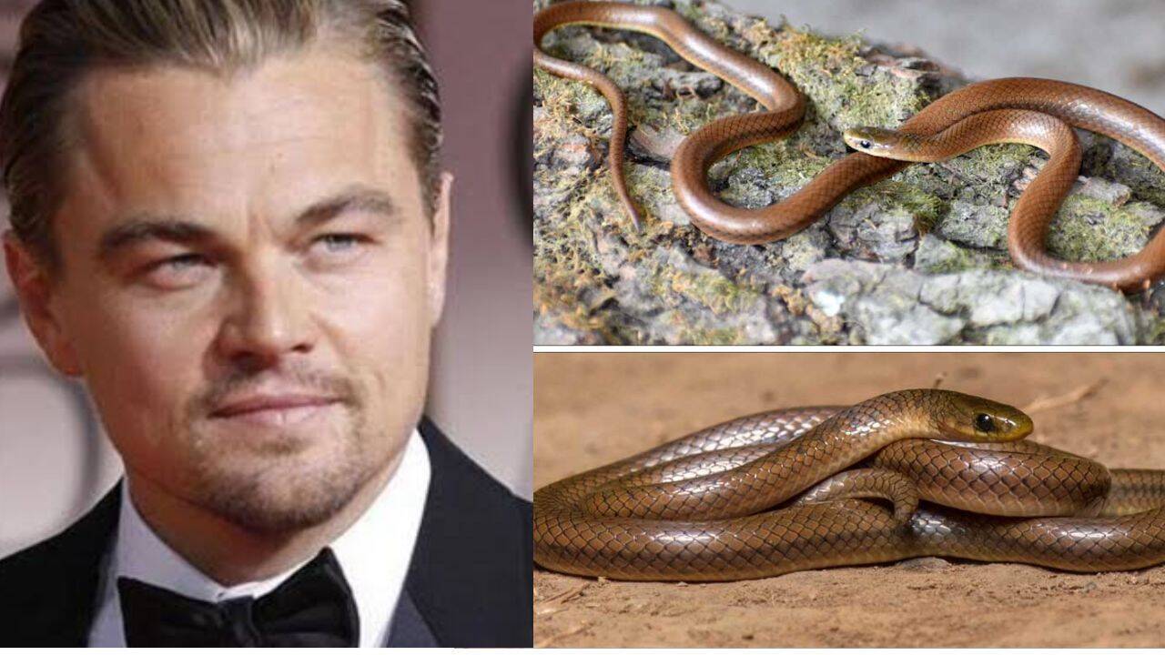 DiCaprio's Himalayan snake: Everything to know about the rare Himalayan species named after Leonardo DiCaprio